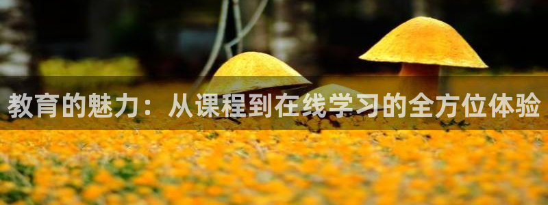 新航娱乐登录大厅：教育的魅力：从课程到在线学习的全方位体验