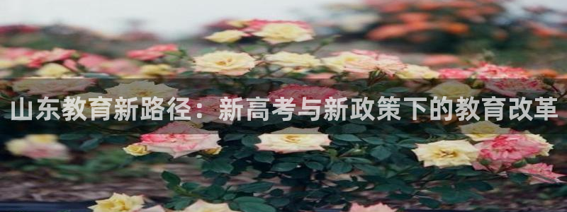 新航娱乐公司艺人招聘：山东教育新路径：新高考与新政策下的教育
