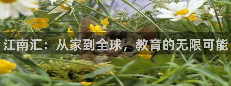 新航娱乐传媒：江南汇：从家到全球，教育的无限可能